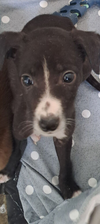 Saluki gray