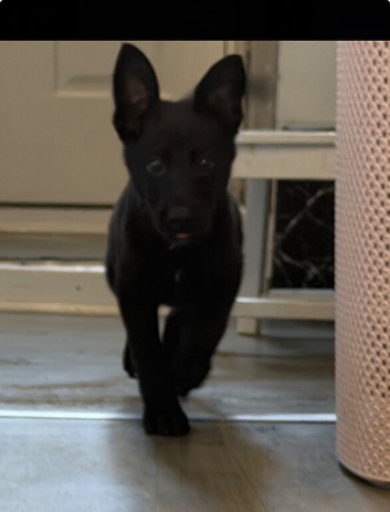 German shepherd