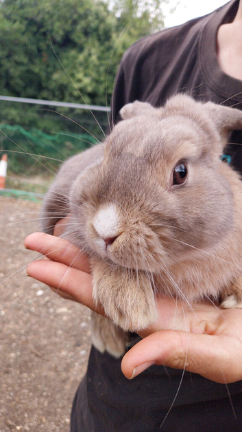 6 month old mini lop x
