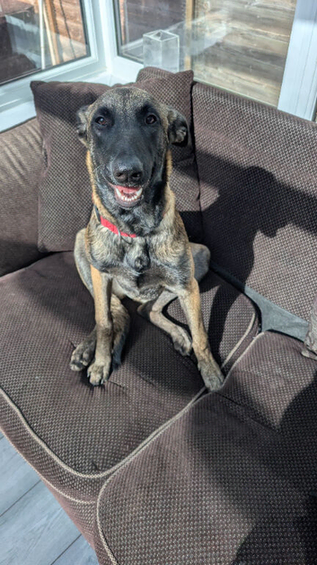 Belgian shepherd pappy