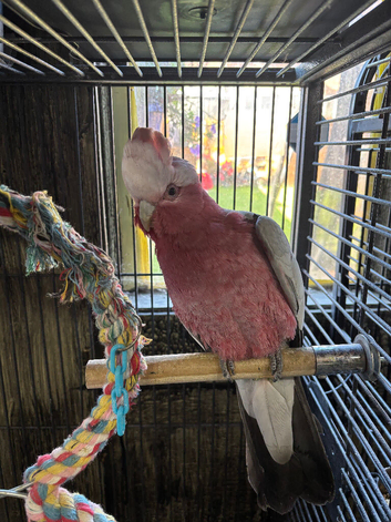 Male Galah Cockatoo