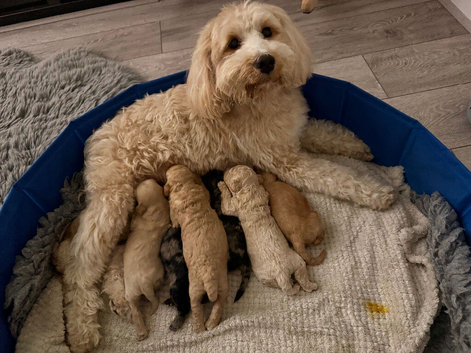 Tibetan Doodle Puppies