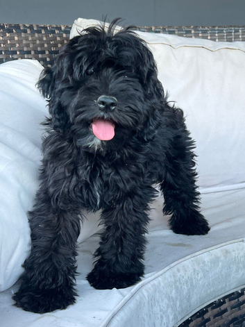 Beautiful chunky boy ready to go!