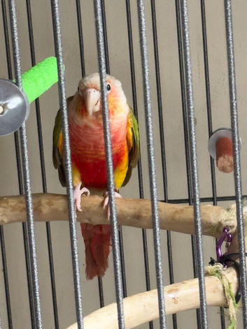 High Red Green cheek & Pineapple Conure