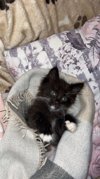 Male long haired black and white kitten.