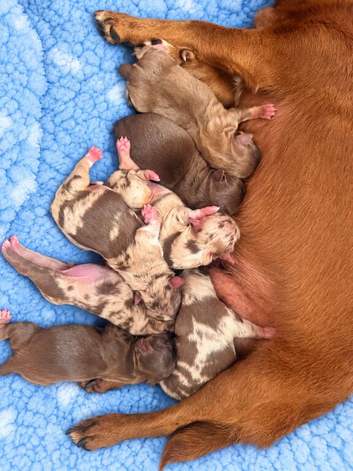 Stunning chihuahua puppies
