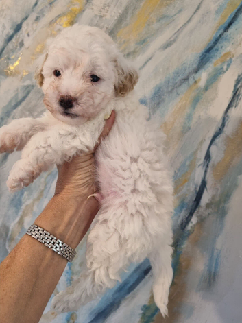 Maltipoo's 1 boy 1 girl left, rare coloured faces