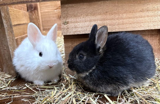 Beautiful baby bunnies