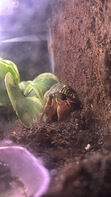 Purple clawed hermit crab