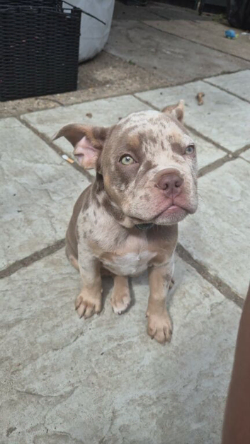 Micro Bully Pup Female