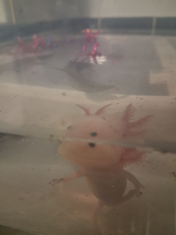 Juvie Axolotls Asstd Colours - Pls read for prices