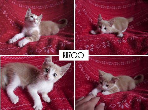 Two Ginger Boy Kittens Ready for New Homes