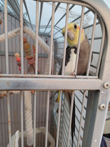 Cheekoo