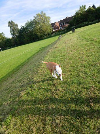 9 month Male American bulldog