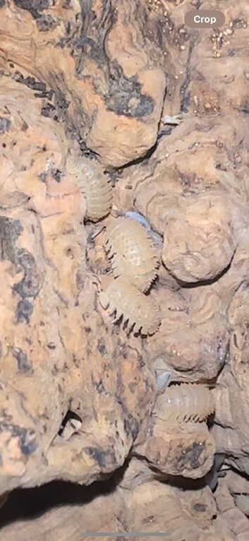 Crystal Spikey Pineapple Isopods