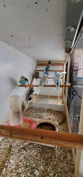 Crested budgies