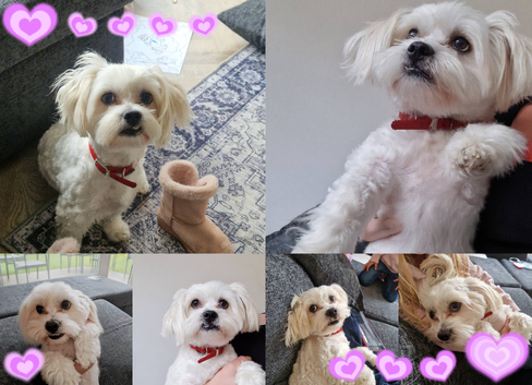 Miniature maltipoo for stud