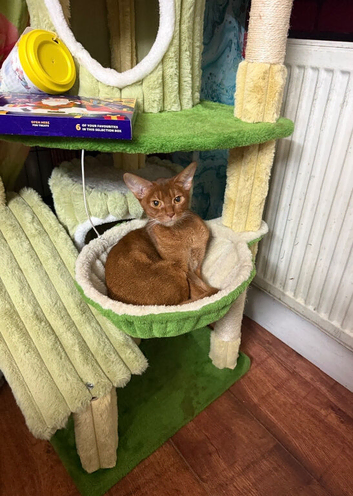 BEAUTIFUL ABYSSINIAN SORREL CAT LOOKING FOR A LOVING HOME
