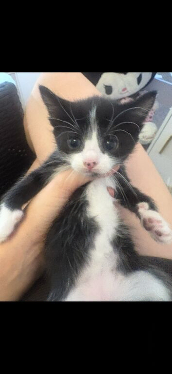 Kittens