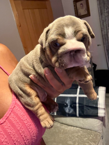 Beautiful English bulldog boy