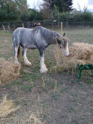 Blue Blagdon Cob mare 12.1hh ride/drive