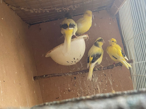 4 Fife canaries for sale
