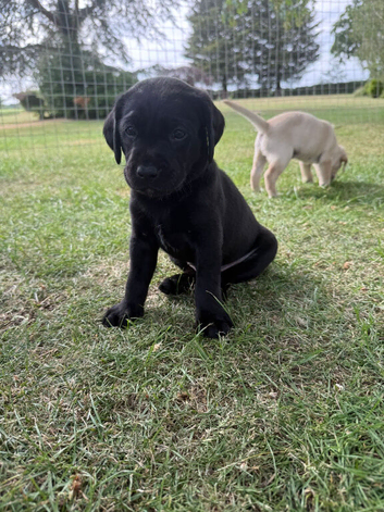 Beautiful litter of Labrador puppies