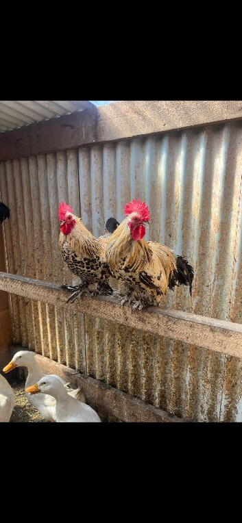 Mix of poultry for sale
