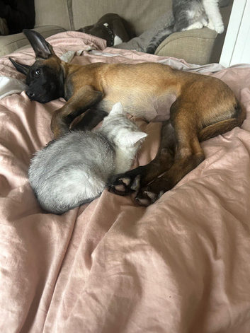 Female Mali pup needs new home