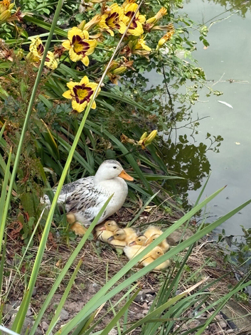 Silver Appleyard ducklings for sale
