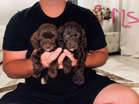 F1 cockopoo Puppys