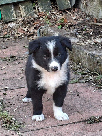 Gorgeous collie pups