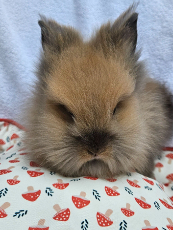 1 sooty fawn lionhead bucks