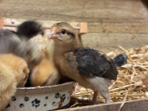 Cream leg bar chicks