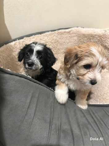 Maltipoo