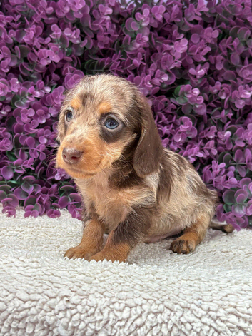 Beautiful Miniature Dachshund Puppies Ready Now