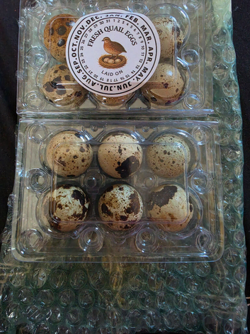 Corturnix Quail hatching eggs
