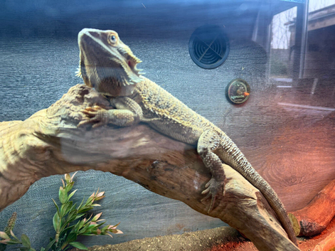 Female bearded dragon