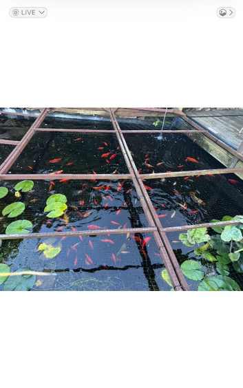 Free - 60 +/- assorted pond goldfish. Size : 2 inches  to 8 inches +