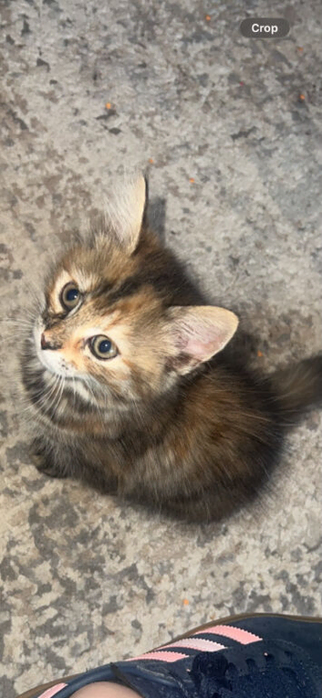 Kittens for sale