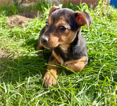 Beautiful Jack Russell puppies