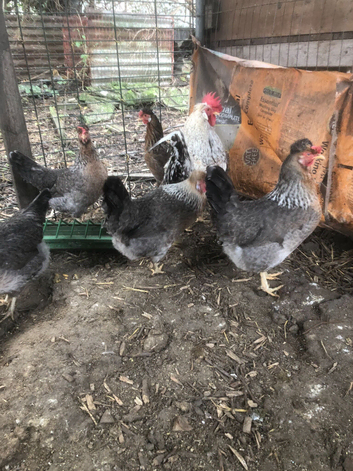 CREAM LEGBAR HATCHING EGGS FOR SALE