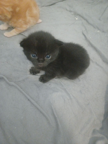 Kittens x 4