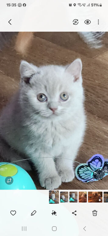 Beautiful Fawn British shorthair
