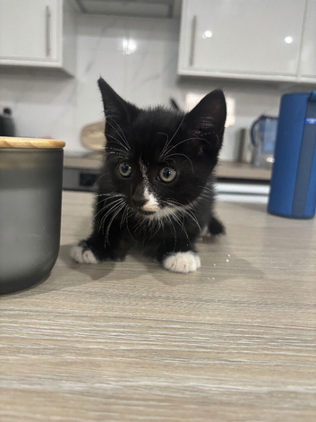 Beautiful 8wk old kitten ready to leave