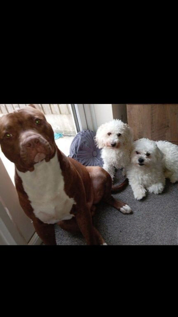 500 STUD here is my boy full pedigree terrier