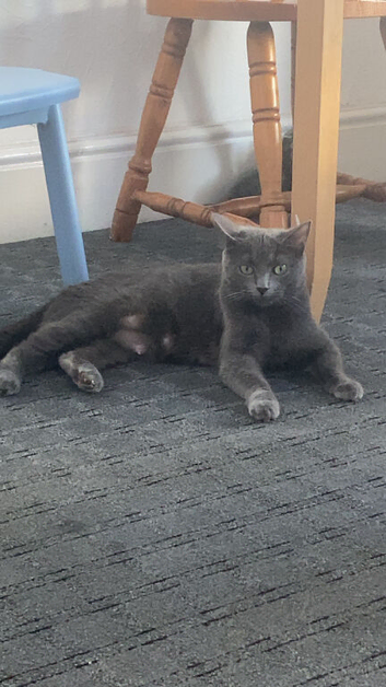 Female British shorthair