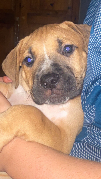 ****PRICE DROP *** CANARY BULLDOGS *** REDUCED ***