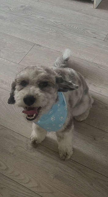 Mac the cockapoo