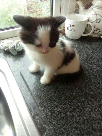 2 female kittens